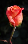 Red-orange rosebud on dark background.