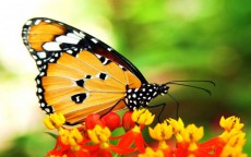 african-monarch-butterfly-on-flowers