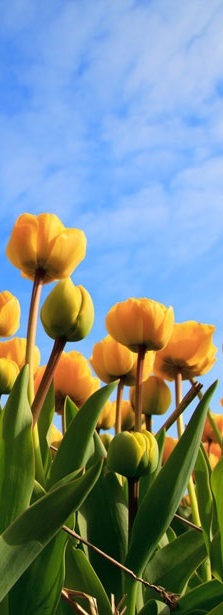 yellow tulips beneath blue sky
